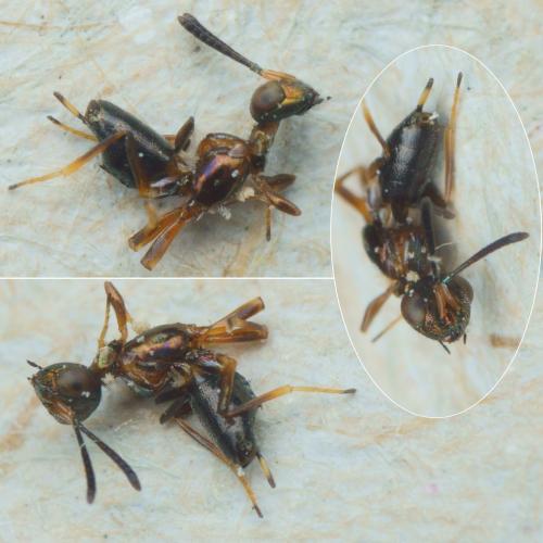 Eupelmus sp.